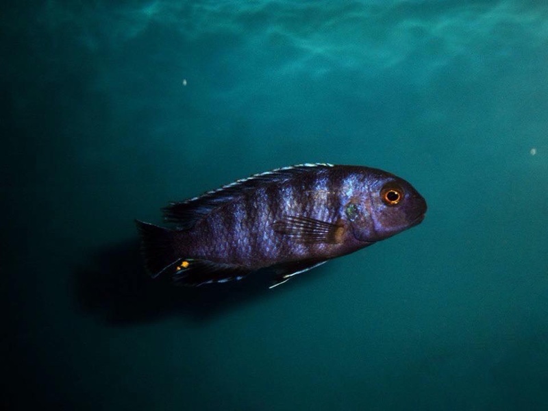 Chindongo minutus 'Ruarwe'